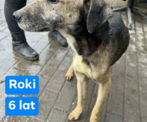 OTOZ Animals poszukuje domów dla psów