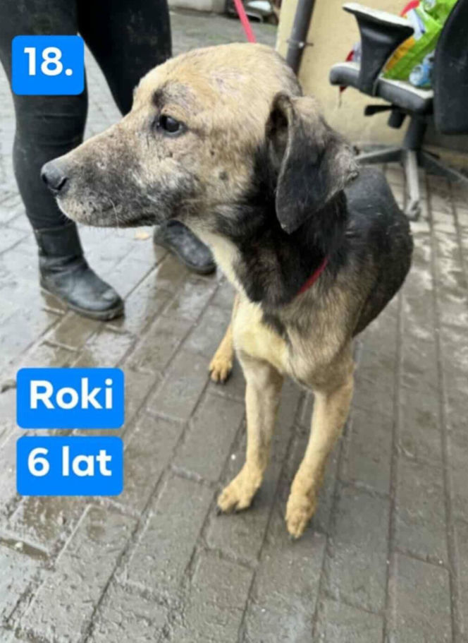 OTOZ Animals poszukuje domów dla psów