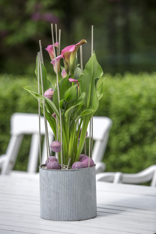 Kalia (Zantedeschia) 