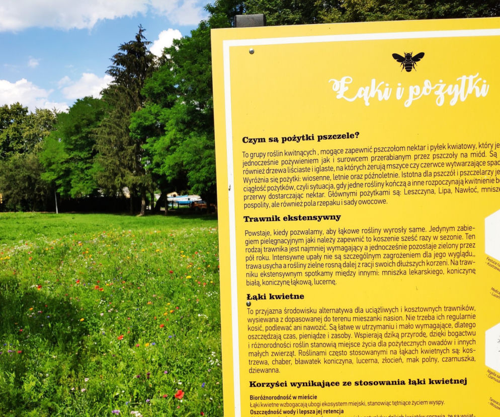 Łąki kwietne Lublina