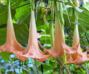 datura