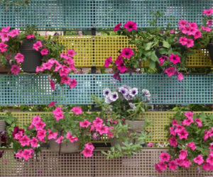 Petunia