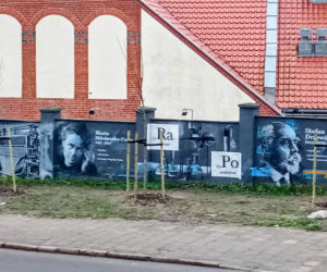 Drzewa na ul. Chmielewskiego