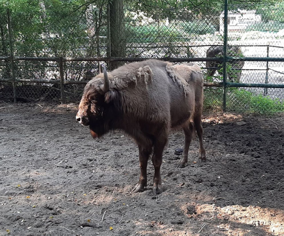 Żubr pierwsze dwa lata życia spędził w poznańskim ZOO