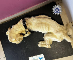 Szokująca interwencja w Chełmie