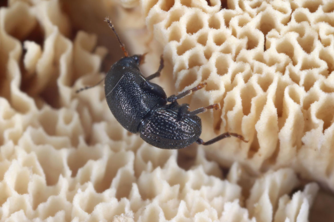 Insekty żerujące w drewnie 