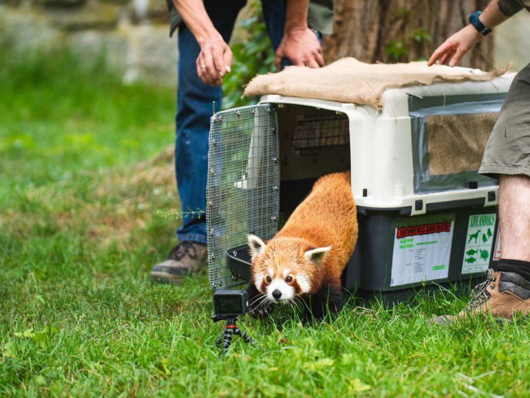 Panda ruda