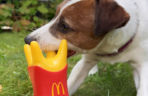 Tego jeszcze nie było. W McDonald’s wprowadzili ofertę dla psów „Happy Doggy”