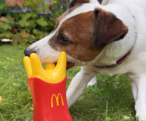 Tego jeszcze nie było. W McDonald’s wprowadzili ofertę dla psów „Happy Doggy”
