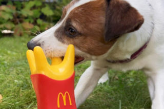 Tego jeszcze nie było. W McDonald’s wprowadzili ofertę dla psów „Happy Doggy”