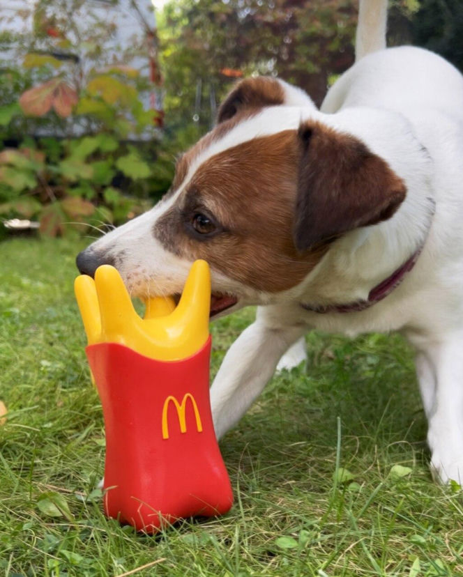 Tego jeszcze nie było. W McDonald’s wprowadzili ofertę dla psów „Happy Doggy”