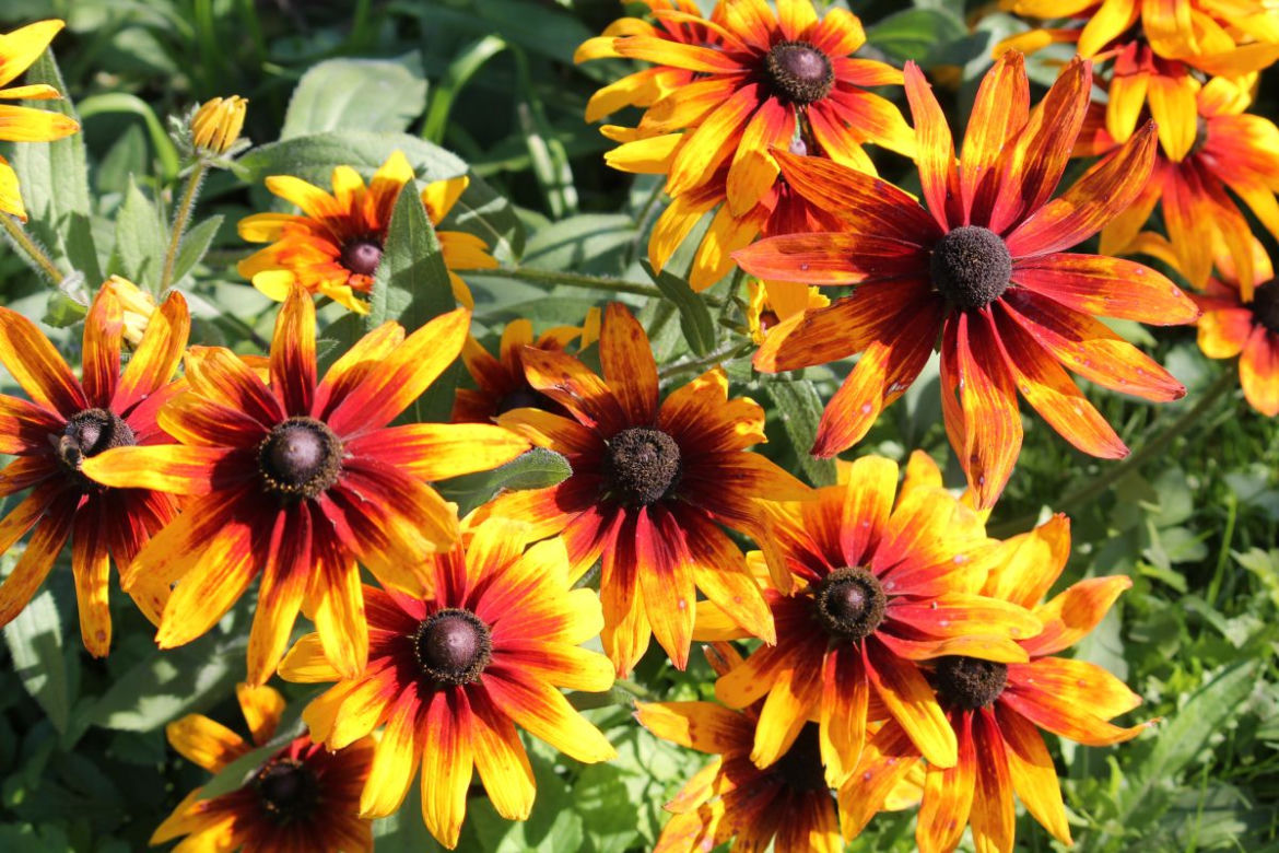 Rudbekia dwubarwna