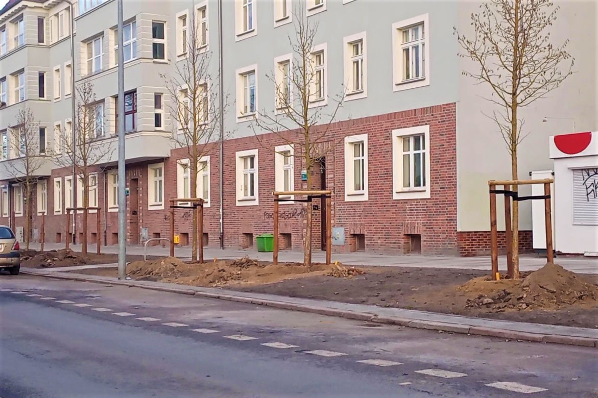 Drzewa powróciły na aleję Bohaterów Warszawy