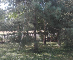 Powiśle. Halny łamał gigantyczne drzewa jak zapałki i przewracał je na samochody!