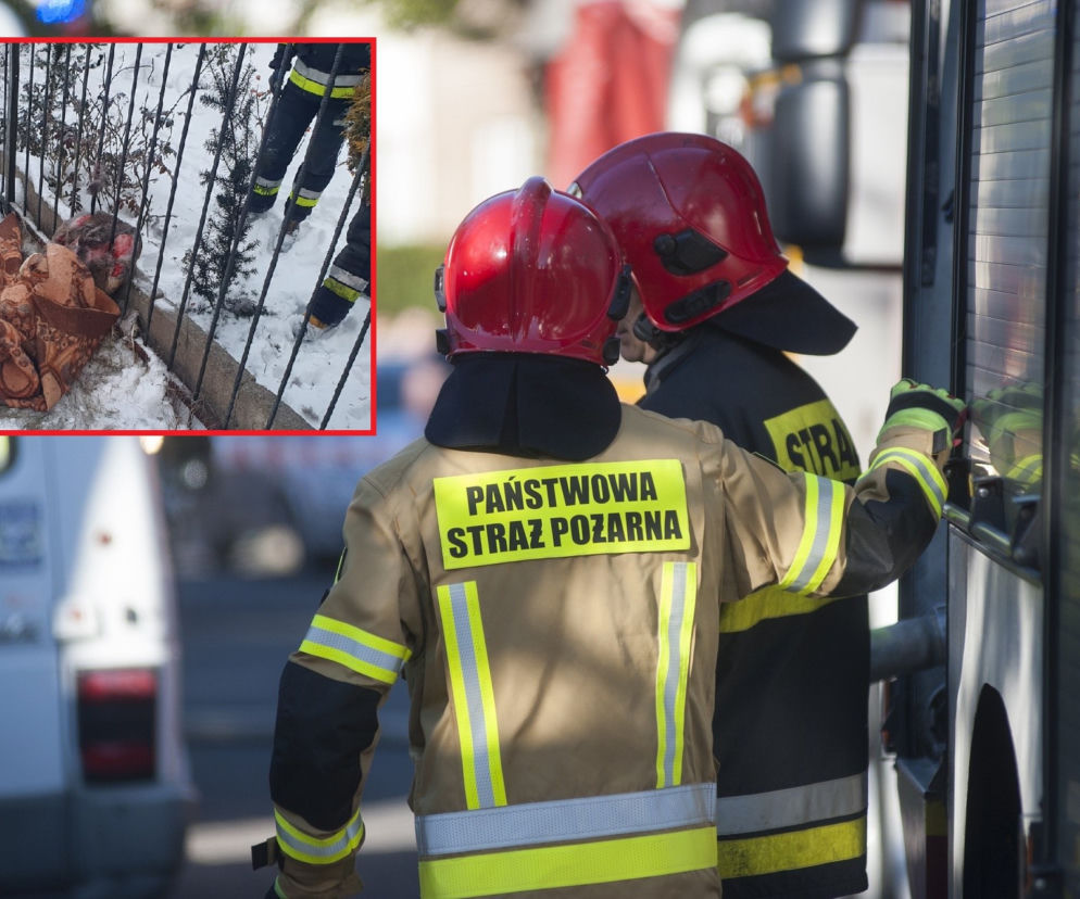 Sarna utknęła w ogrodzeniu. Uratowali ją łódzcy strażacy! 