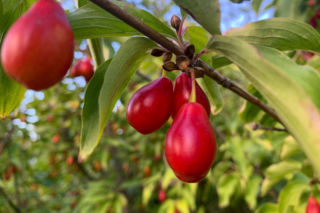 Dereń jadalny - Cornus mas