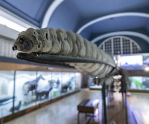 Szkielet ogromnego płetwala błękitnego we wrocławskim Muzeum Przyrodniczym