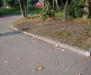 Poznań: Na drzewie wyrosły... misie! Interweniowali strażnicy 
