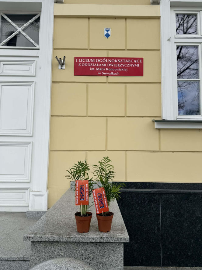 Darmowe palmy na ulicach Suwałk! Niezwykła akcja Radia ESKA