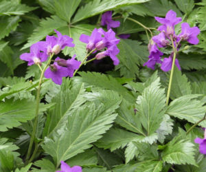 Kraków: Wiosna zawitała do Ogrodu Botanicznego [GALERIA ZDJĘĆ, WIDEO, AUDIO]