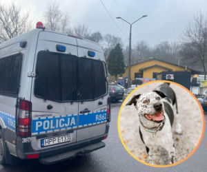 Schronisko dla bezdomnych zwierząt w Bytomiu odpowiada miastu. „To nie my zawiniliśmy”