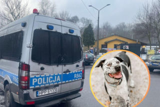 Schronisko pod ostrzałem. Zarządczyni mówi o hejcie, groźbach i manipulacji