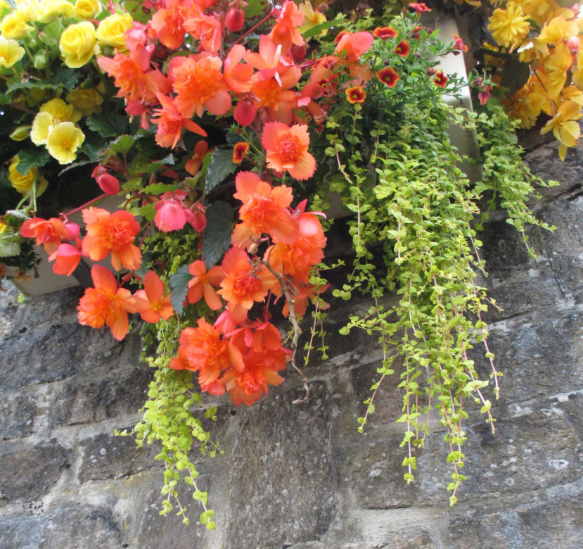 Begonia bulwiasta
