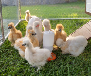 Przydomowa hodowla drobiu. Ceny kur, kaczek i perliczek w marcu 2026