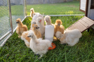 Przydomowa hodowla drobiu. Ceny kur, kaczek i perliczek w marcu 2026