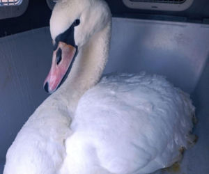 Łabędź przymarzł do lodu na Wiśle