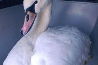 Łabędź przymarzł do lodu na Wiśle