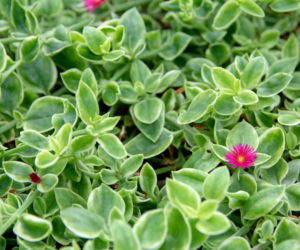 Aptenia sercolistna