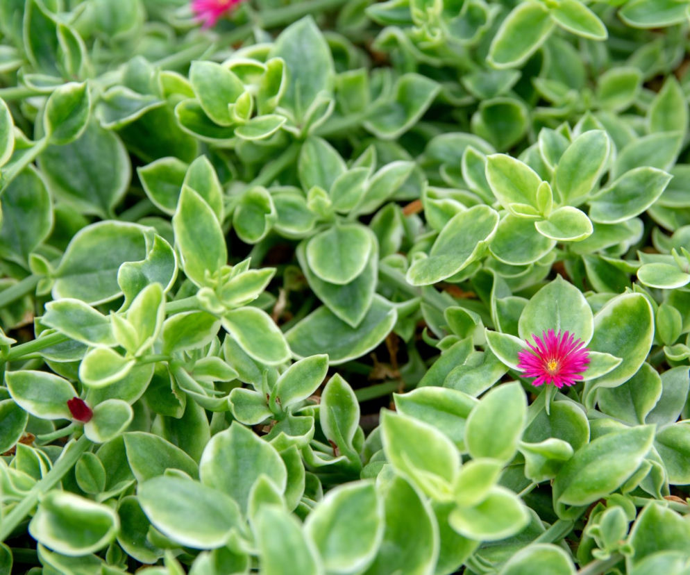 Aptenia sercolistna
