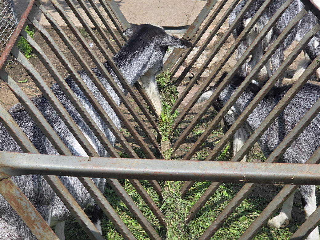 Zaglądamy do mieszkańców bydgoskiego ZOO. Kto mieszka w sercu Myślęcinka?