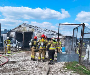 Ogromne straty po pożarze wielkiego kurnika w Lipinkach. W środku trzymano blisko 2 tysiące bażantów