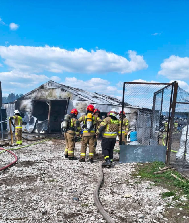 Ogromne straty po pożarze wielkiego kurnika w Lipinkach. W środku trzymano blisko 2 tysiące bażantów