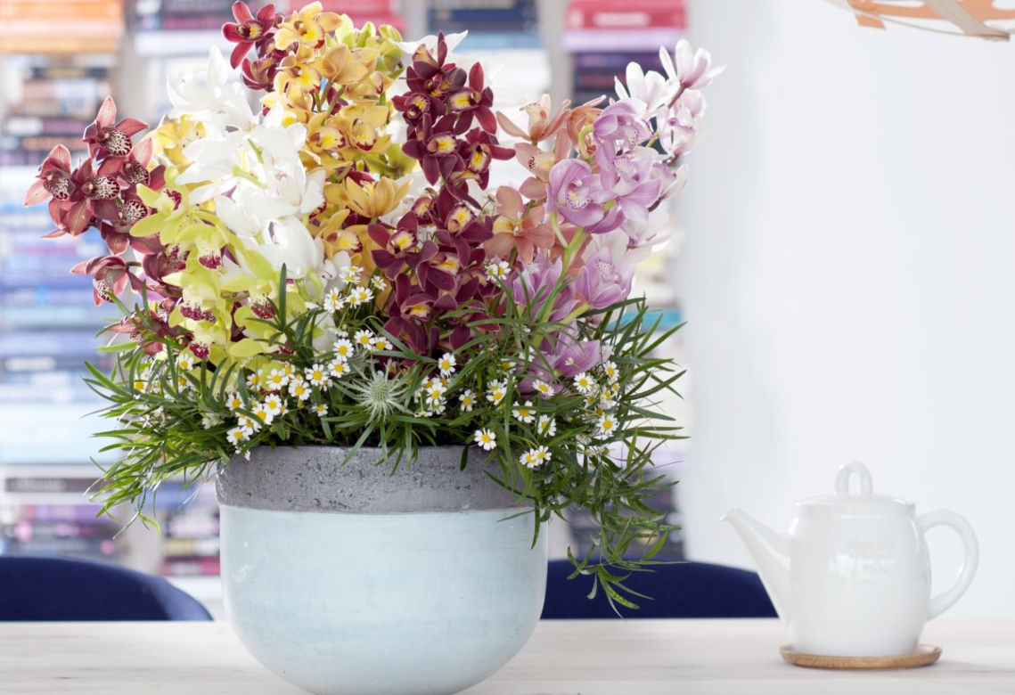 Cymbidium