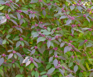 Pięknotka Bodiniera