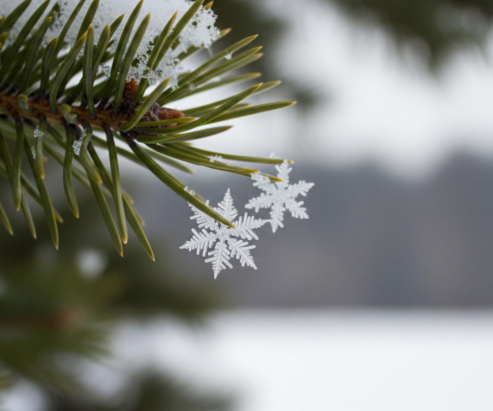 Na pierwszym planie, w górnej lewej części obrazu, widoczna jest gałąź drzewa iglastego z zielonymi igłami. Na gałęzi leży warstwa białego śniegu, a z dolnej części gałęzi zwisają dwie wyraźnie zarysowane, sześcioramienne kryształki śniegu. Tło jest rozmyte, zdominowane przez szaro-białe odcienie, sugerujące zimowy pejzaż.