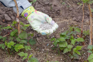 Wiosenne nawożenie malin – klucz do zdrowych krzewów i obfitych zbiorów