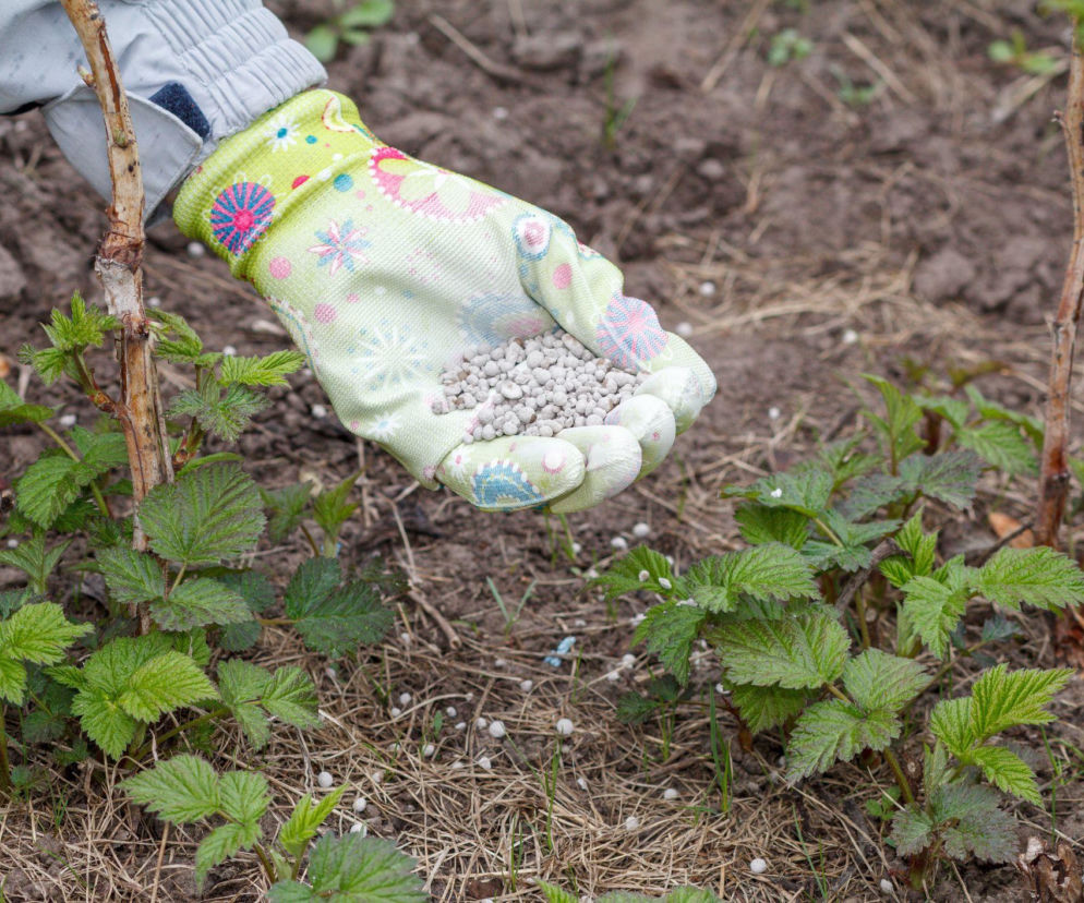 Wiosenne nawożenie malin to klucz do obfitych zbiorów
