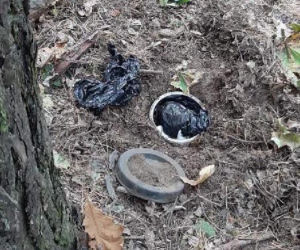 Bydgoscy policjanci zajrzeli do dziury w lesie i zamarli! Tego nikt się nie spodziewał