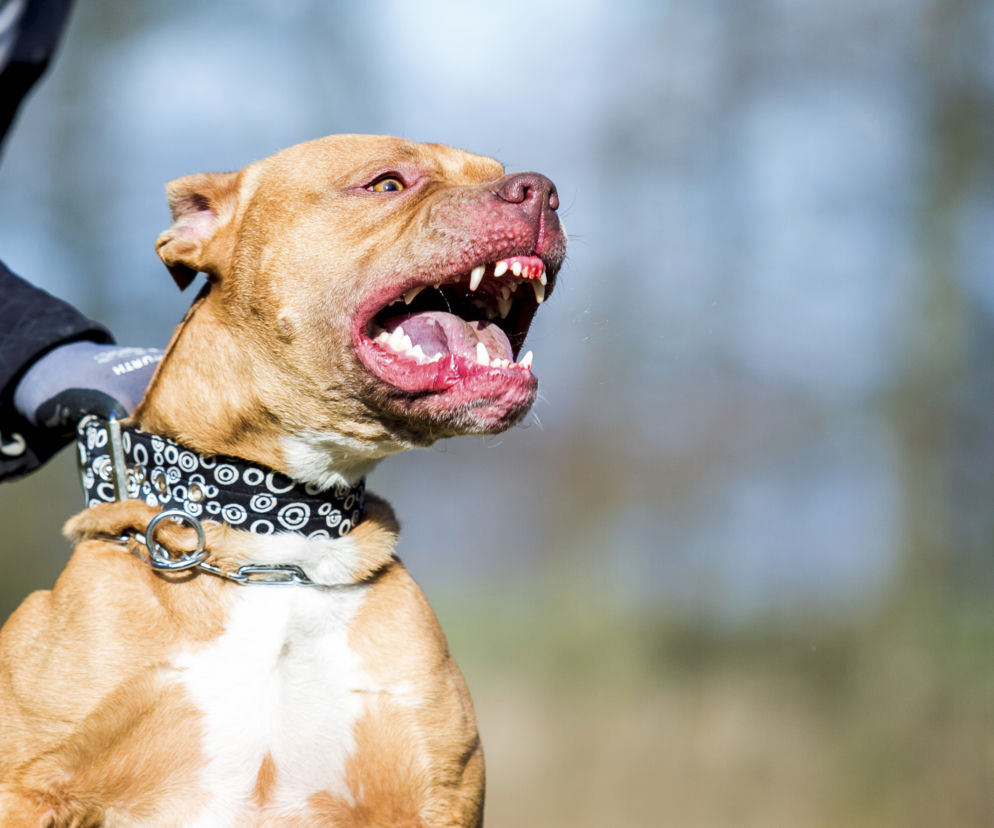 Horror! 10-latek zagryziony przez pitbulla. Psa zabił strzelec wyborowy