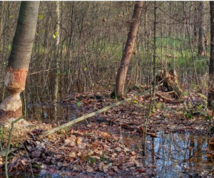 To najmniejszy park krajobrazowy w województwie śląskim. Do niedawna był najmniejszy w Polsce