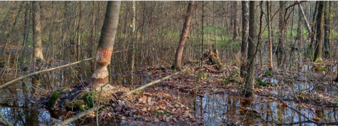 To najmniejszy park krajobrazowy w województwie śląskim. Do niedawna był najmniejszy w Polsce