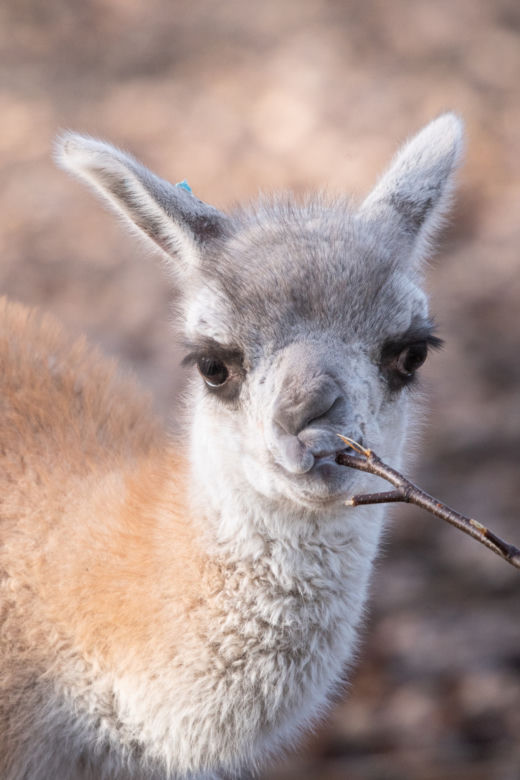 We wrocławskim zoo urodziło się małe gwanako