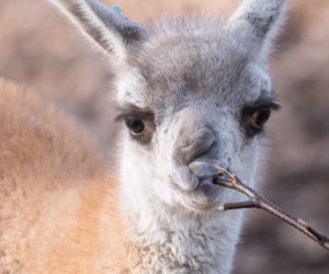 We wrocławskim zoo urodziło się małe gwanako