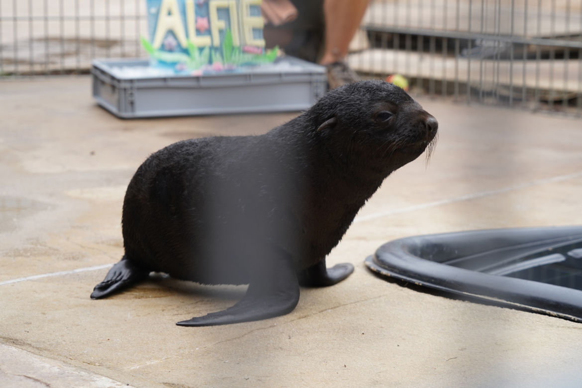 Najmłodszy kotik we wrocławskim zoo otrzymał imię Alfie