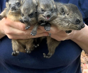 Zwierzak Roku 2025 Warszawskiego ZOO. Oto nominowane zwierzaki