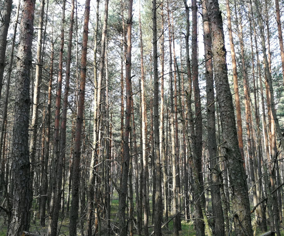 Mława. Zwłoki 17-latka znalezione w lesie. Najprawdopodobniej popełnił samobójstwo
